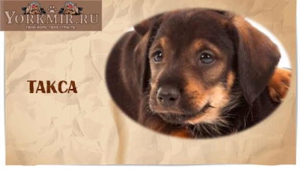 rasa de câine amuzant cu nume, o listă de rase de câine amuzant (amuzant) rasa de câine amuzant cu nume, o listă de rase de câini amuzant