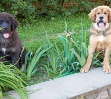 Dog tibetan mastiff descriere rasă, fotografii, prețul de pui, comentarii