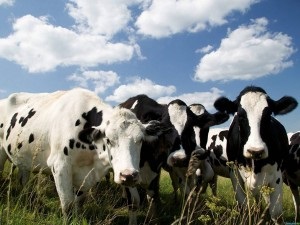 Vis de vacă Interpretare cu o femeie de vițel să viseze ce vise (vaca) Vis de vacă Interpretare cu o femeie de vițel să viseze ce vise