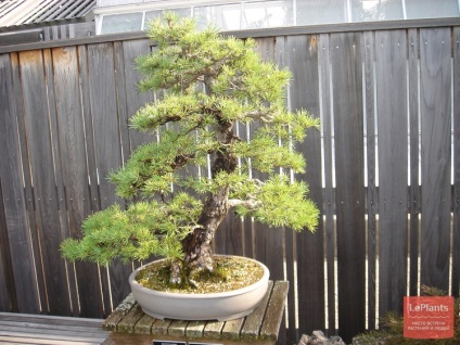 Pin (Pinus) (pin) Pin (pinus)
