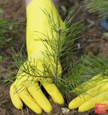 Pin (pinus) (pinus) Pin (pinus)
