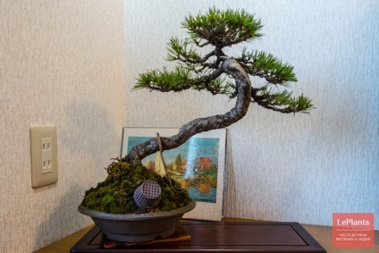 Pin (pinus) (pinus) Pin (pinus)