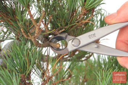Pin (pinus) (pinus) Pin (pinus)