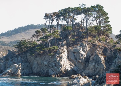 Pin (Pinus) (pin) Pin (pinus)