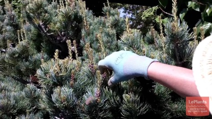 Pin (Pinus) (pin) Pin (pinus)