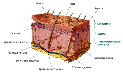 Etapa vindecarea rănilor (vindecarea) Etapele de vindecare a rănilor