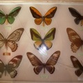 Aceste insecte diferite „(pentru profesori) Aceste insecte diferite