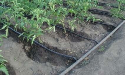 Tehnologia de irigare prin picurare în (irigare prin picurare apă) cu efect de seră Tehnologia de irigare prin picurare în sere