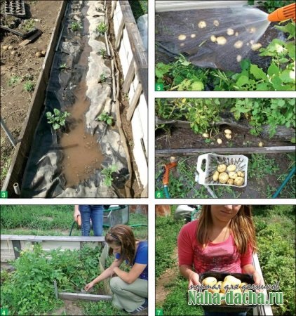 sub o peliculă de tehnologie de cultivare cartofi - oferindu-vă mâinile construiesc, de plantare, decorare, (tuberculi) Tehnologia de cultivare cartofi în film - dând propriile lor mâini construi, plante, decora,