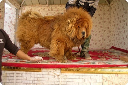 mastiff tibetan, fotografii Khyis (Tibetan Mastiff) mastiff tibetan, fotografii Khyis