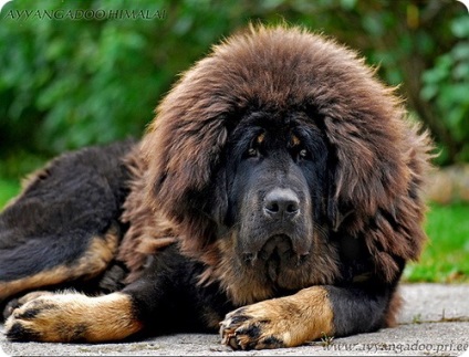 mastiff tibetan, fotografii Khyis (Mastiff) mastiff tibetan, fotografii Khyis