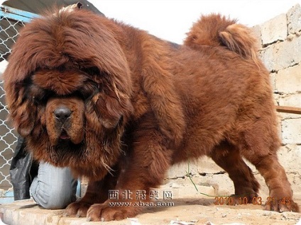 mastiff tibetan, fotografii Khyis (tibetan) mastiff tibetan, fotografii Khyis