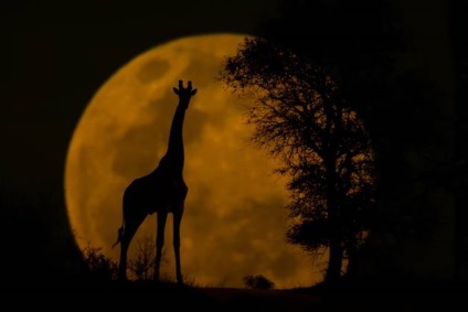 Ceea ce nu a știut despre girafe () Ceea ce nu a știut despre girafe