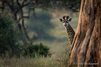 Ceea ce nu a știut despre girafe () Ceea ce nu a știut despre girafe