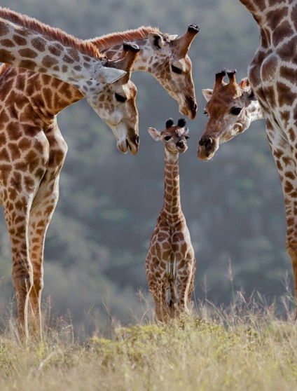 Ceea ce nu a știut despre girafe () Ceea ce nu a știut despre girafe