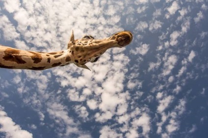 Ceea ce nu a știut despre girafe () Ceea ce nu a știut despre girafe