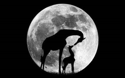 Ceea ce nu a știut despre girafe () Ceea ce nu a știut despre girafe
