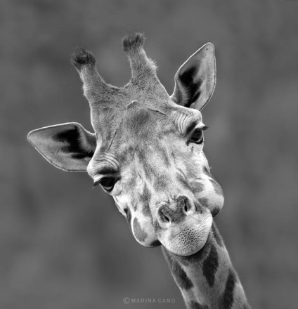 Ceea ce nu a știut despre girafe () Ceea ce nu a știut despre girafe