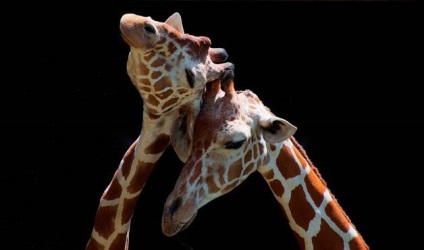 Ceea ce nu a știut despre girafe () Ceea ce nu a știut despre girafe