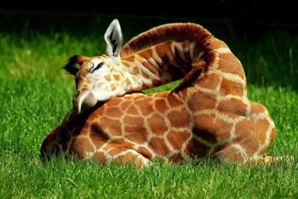 Ceea ce nu a știut despre girafe () Ceea ce nu a știut despre girafe