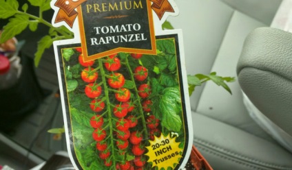 Descriere soiuri de roșii „Rapunzel“, fotografii, caracteristici, roșii în creștere (foto) descriere „Rapunzel“ soiuri de tomate, fotografii, caracteristici, roșii în creștere