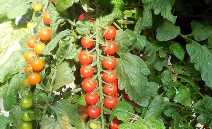 soiuri de roșii „Rapunzel“ descriere, poze, descriere, cultivarea de tomate (tomate) descriere „Rapunzel“ soiuri de tomate, fotografii, caracteristici, roșii în creștere