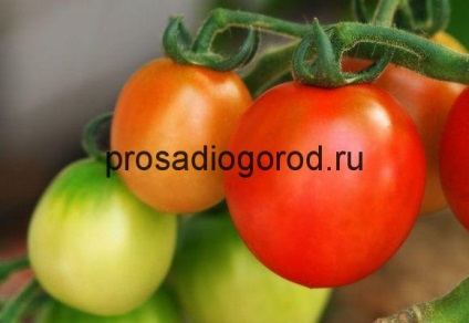soiuri de tomate sunt noi descrierea și caracterizarea de tomate, în creștere, foto și video (caracteristică) soiuri de tomate sunt noi descrierea și caracterizarea de tomate, în creștere, foto și video