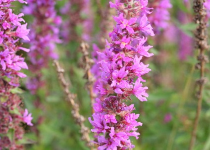 flori Iarbă Loosestrife în fotografii și tipurile de plante - salicaria Lythrum, perle roz, și prutovidny (foto) flori Iarbă Loosestrife în fotografii și tipurile de plante - salicaria Lythrum, perle roz, și prutovidny