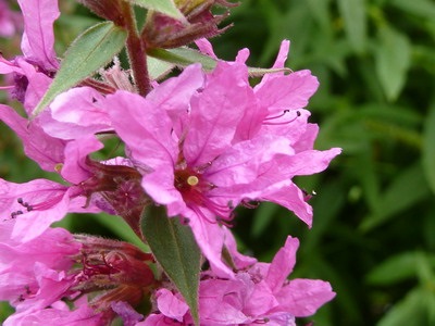 flori Iarbă Loosestrife în fotografii și tipurile de plante - salicaria Lythrum, perle roz, și prutovidny (iarbă) flori Iarbă Loosestrife în fotografii și tipurile de plante - salicaria Lythrum, perle roz, și prutovidny