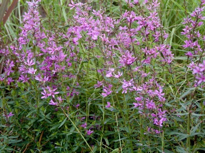 flori Iarbă Loosestrife în fotografii și tipurile de plante - salicaria Lythrum, perle roz, și prutovidny (Loosestrife) flori Iarbă Loosestrife în fotografii și tipurile de plante - salicaria Lythrum, perle roz, și prutovidny