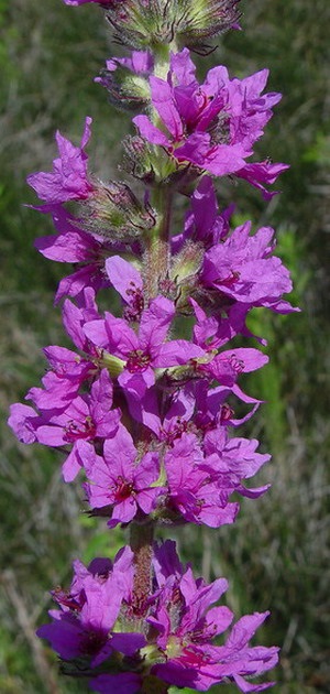 flori Iarbă Loosestrife în fotografii și tipurile de plante - salicaria Lythrum, perle roz, și prutovidny (iarbă) flori Iarbă Loosestrife în fotografii și tipurile de plante - salicaria Lythrum, perle roz, și prutovidny