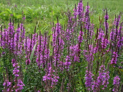 flori Iarbă Loosestrife în fotografii și tipurile de plante - salicaria Lythrum, perle roz, și prutovidny (plante) flori Iarbă Loosestrife în fotografii și tipurile de plante - salicaria Lythrum, perle roz, și prutovidny