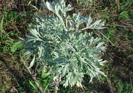 Plante medicinale pentru tratarea splinei (splina) Plante medicinale pentru tratarea splinei