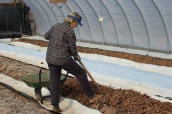 Fertilizator pentru ceapă, usturoi (usturoi) Fertilizator pentru ceapă, usturoi