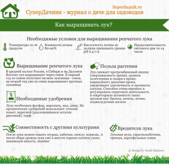 Fertilizator pentru ceapă, usturoi (îngrășămînt) Fertilizator pentru ceapă, usturoi