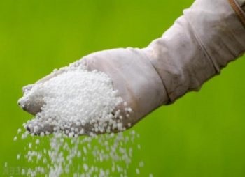Fertilizator pentru ceapă, usturoi (ceapă) Fertilizator pentru ceapă, usturoi