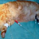 Inflamat pisica pe buza si mirosul respingător al limbii decât de vindecare, de stomac, bărbie, nas, sub coadă (limba) Inflamat pisica pe buza si mirosul respingător al limbii decât de vindecare, de stomac, bărbie, nas, sub coada