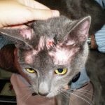 Inflamat pisica pe buza si mirosul respingător al limbii decât de vindecare, de stomac, bărbie, nas, sub coadă (ulcer) Inflamat pisica pe buza si mirosul respingător al limbii decât de vindecare, de stomac, bărbie, nas, sub coada