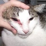 Inflamat pisica pe buza si mirosul respingător al limbii decât de vindecare, de stomac, bărbie, nas, sub coadă (limba) Inflamat pisica pe buza si mirosul respingător al limbii decât de vindecare, de stomac, bărbie, nas, sub coada