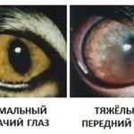 Inflamat pisica pe buza si mirosul respingător al limbii decât de vindecare, de stomac, bărbie, nas, sub coadă (ulcer) Inflamat pisica pe buza si mirosul respingător al limbii decât de vindecare, de stomac, bărbie, nas, sub coada