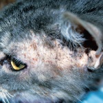 Inflamat pisica pe buza si mirosul respingător al limbii decât de vindecare, de stomac, bărbie, nas, sub coadă (limba) Inflamat pisica pe buza si mirosul respingător al limbii decât de vindecare, de stomac, bărbie, nas, sub coada