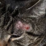 Inflamat pisica pe buza si mirosul respingător al limbii decât de vindecare, de stomac, bărbie, nas, sub coada (mirosul) Inflamat pisica pe buza si mirosul respingător al limbii decât de vindecare, de stomac, bărbie, nas, sub coada