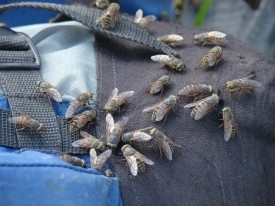 Musca Horsefly musca simptome cum ar fi edemul și eliminarea tumorii, tratamentul si prevenirea (musca Horsefly inseamna a trata simptom tumora de edem) Bite Horsefly musca simptome, cum ar fi edemul, si eliminarea tumorii, tratamentul și prevenirea