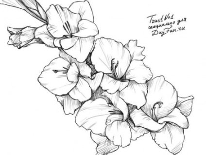 lectii de pictura - cum să atragă pas cu pas creion gladiole (creion) lectii de pictura - cum să atragă un creion etape gladiole