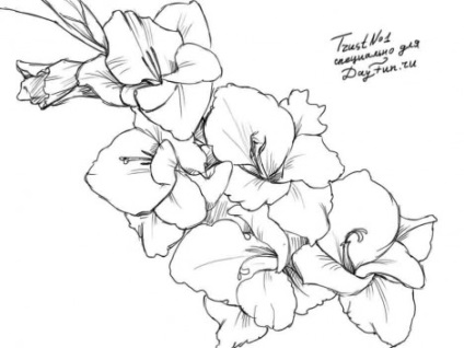 lectii de pictura - cum să atragă un creion etape de gladiole (desena) lectii de pictura - cum să atragă un creion etape gladiole
