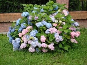 Îngrijire și Hydrangea paniculata de plantare în teren deschis (Hydrangea paniculata foto) Îngrijire și Hydrangea paniculata de plantare în teren deschis