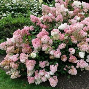 Îngrijire și Hydrangea paniculata de plantare în teren deschis (Hydrangea paniculata îngrijire foto) Îngrijire și Hydrangea paniculata de plantare în teren deschis