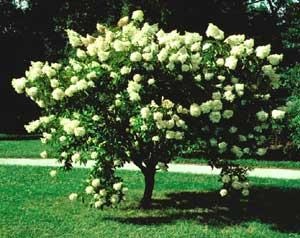 Îngrijire și Hydrangea plantare paniculata în teren deschis (paniculat) Îngrijire și Hydrangea paniculata de plantare în teren deschis