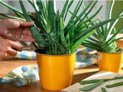 Îngrijire la domiciliu aloe, de plantare, transplantare, reproducere, boala, foto și video (întrebări frecvente) Îngrijire la domiciliu aloe, de plantare, transplantare, reproducere, boala, foto și video