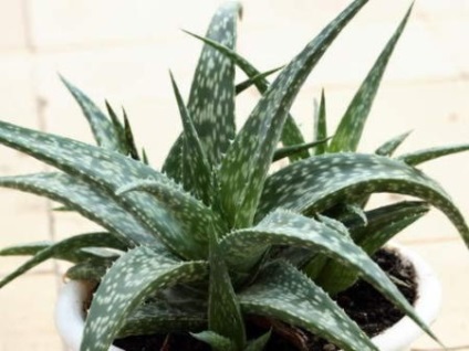 Îngrijire la domiciliu aloe, de plantare, transplantare, reproducere, boala, foto si video (tundere de aloe) Îngrijire la domiciliu aloe, de plantare, transplantare, reproducere, boala, foto și video